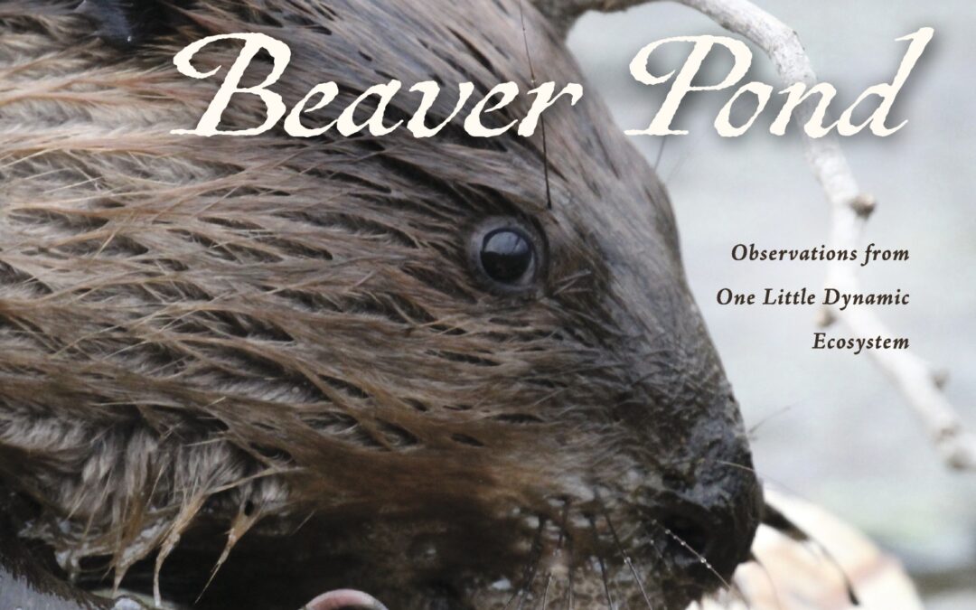 A Year at a Beaver Pond: Observation from One Little Dynamic Ecosystem